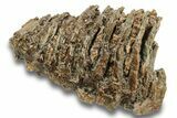 Bargain, Fossil Woolly Mammoth Molar - Siberia #260001-3